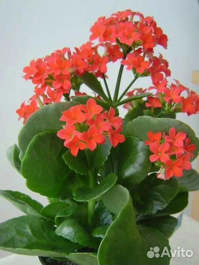 Каланхоэ блоссфельда