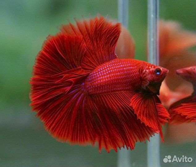 Петешок Супер Дельта