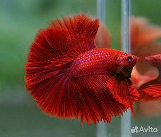 Петешок Супер Дельта