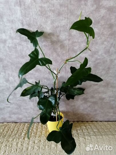 Филодендрон