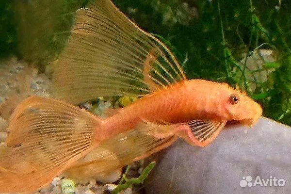 Анциструс супер ред вуалевый