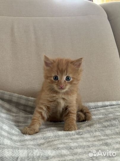 Рыжий котенок мальчик
