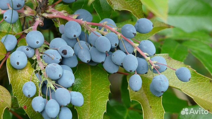 Саженец магония падуболистная