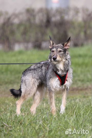 Молодой собачке очень нужен дом