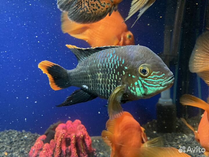 Акара бирюзовая