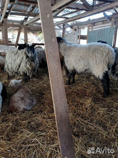 Продаю ярок, овцематок, ягнят