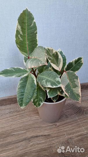 Фикус эластика тинеке