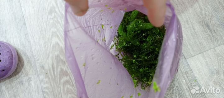 Растение для аквариума