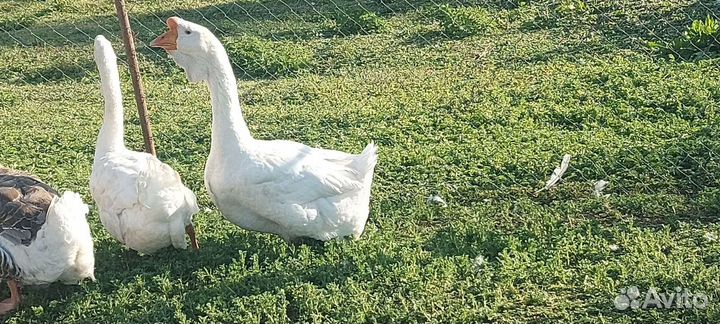 Гуси холмагоры