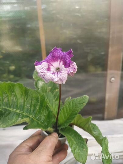 Стрептокарпусы