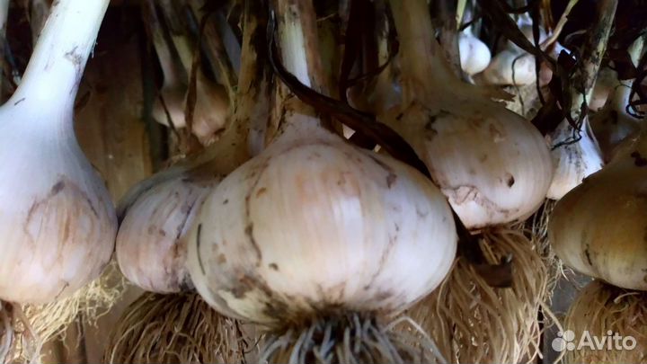 Озимый чеснок крупный урожайный