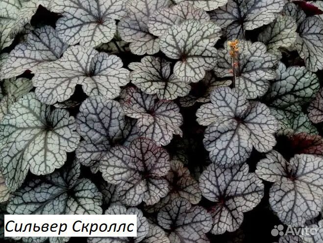 Гейхеры в горшке р9