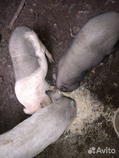 Семья въетнамских свиней