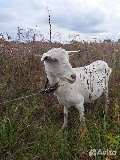 Козёл для покрытия. Продаю зааненских коз