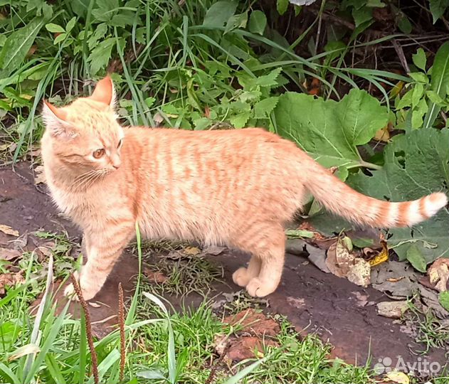 Котята рыжие