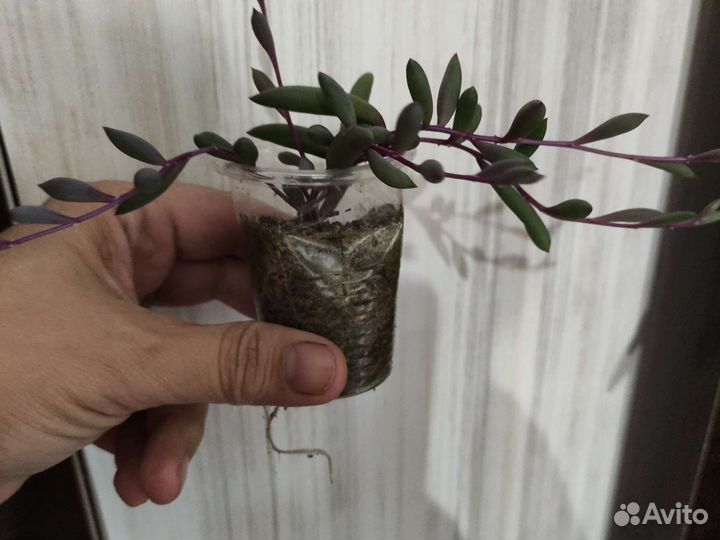 Оттона мясистая