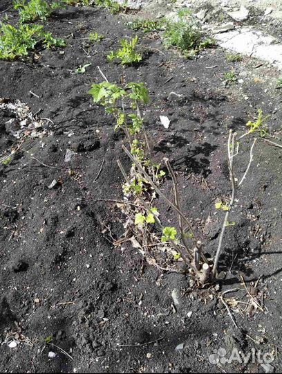 Саженцы смородины Селеченская и Русалочка