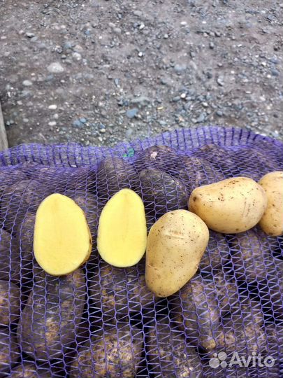 Продам картофель, сорт 