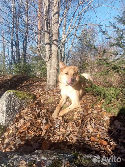 Коша ищет дом