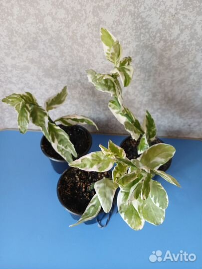 Педилантус