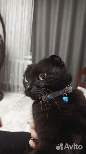 Отдам в добрые руки кошечку,ей год