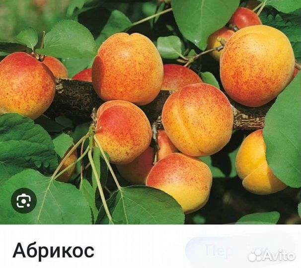 Запись на осень плодовые и декор, деревья, розы