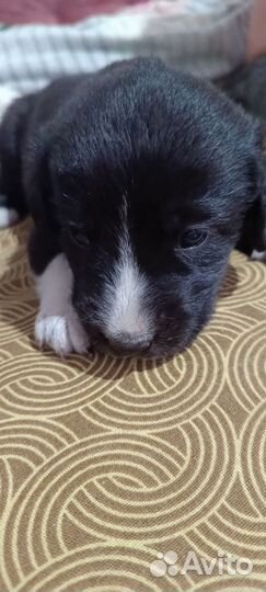 Щенки от спаниеля