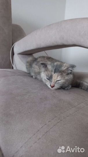 Вислоухая кошка бесплатно