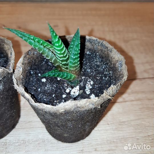 Хавортия tortuosa