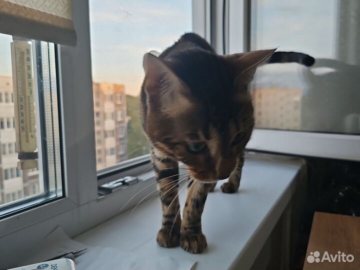 Бенгальский кот на вязку