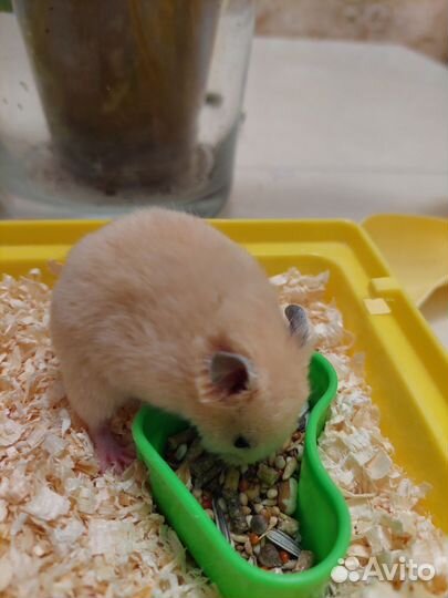 Сирийский хомяк