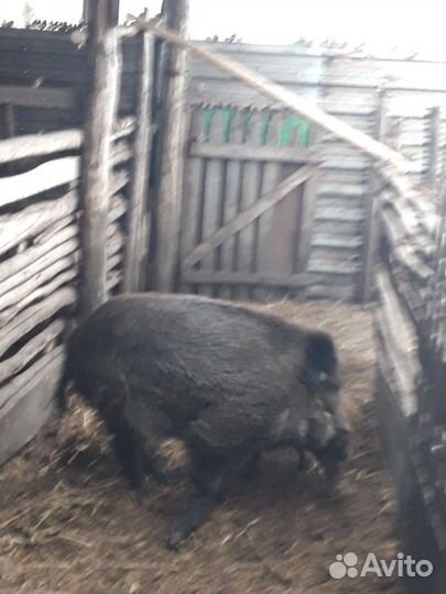 Кабан дикии