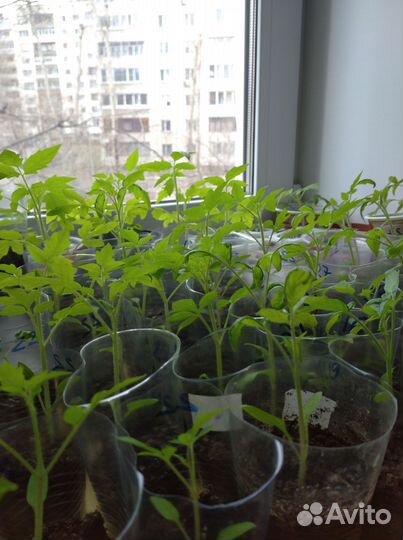 Рассада томатов