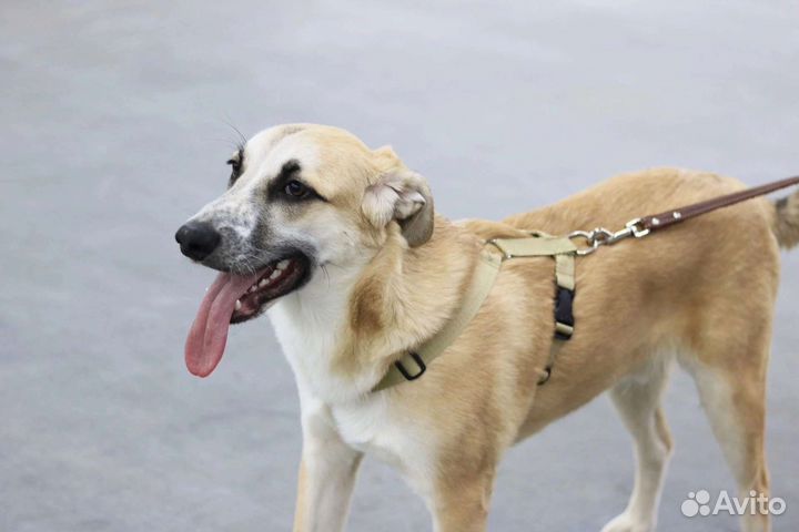 Щенок мальчик