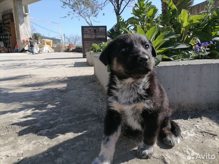 Отдам щенков в добрые руки бесплатно