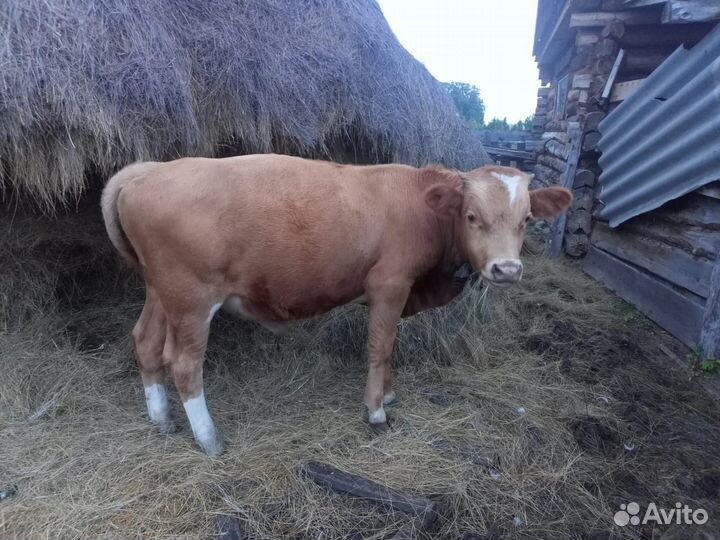 Телята быки на откорм