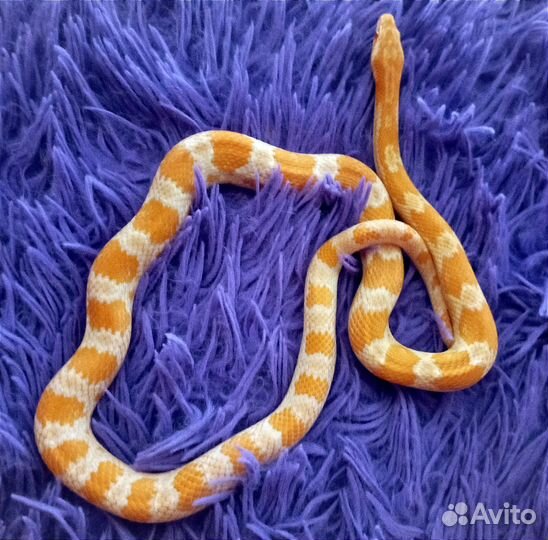 Передержка животных на время отпуска