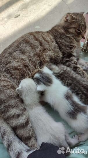 Кошка в дар бесплатно