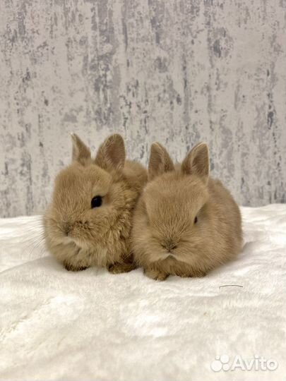 Карликовый кролик минор девочка и мальчик