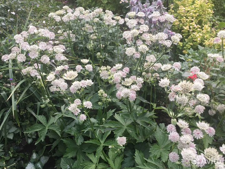 Цветы садовые