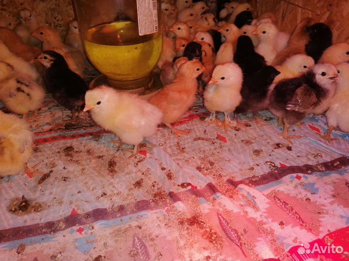 Инкубационное яйцо