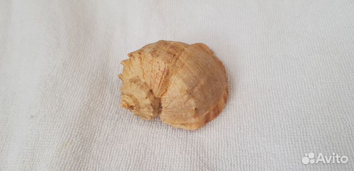 Ракушка декоративная