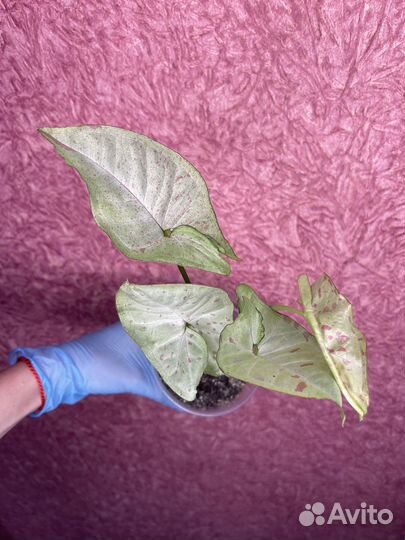 Singonium Confetti (Сингониум Конфетти)