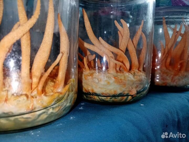 Мицелий для выращивания грибов Кордицепс красный