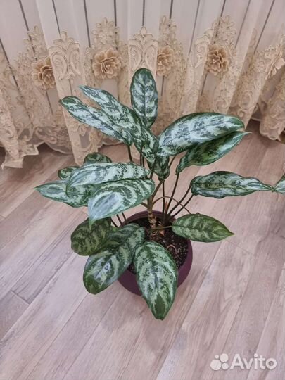 Аглаонема мария