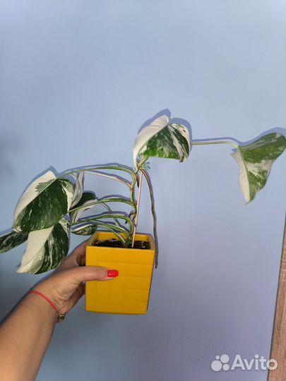 Монстера Альба