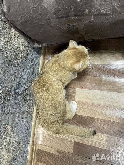 Кошка пародистая