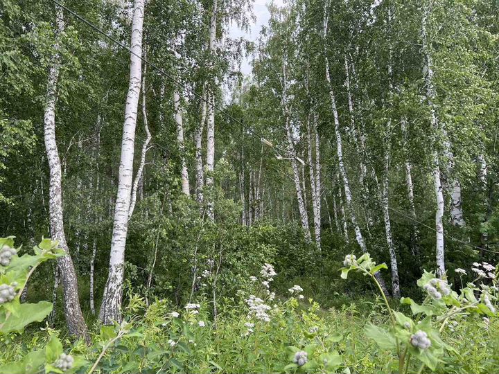 Участок 6 сот. (СНТ, ДНП)
