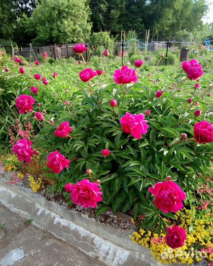 Корневище пиона