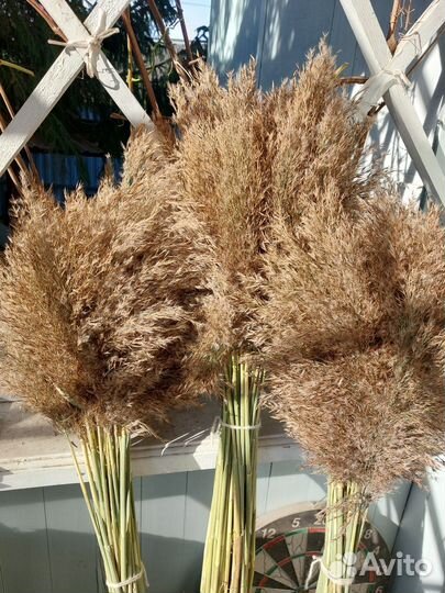 Тростник,пампасная трава